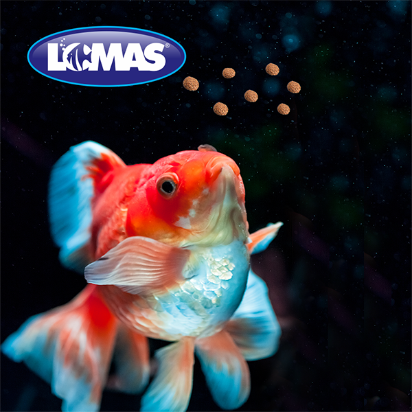 Alimento para Peces Goldfish Floatin Pellets 90 Gramos Wardley WAT616