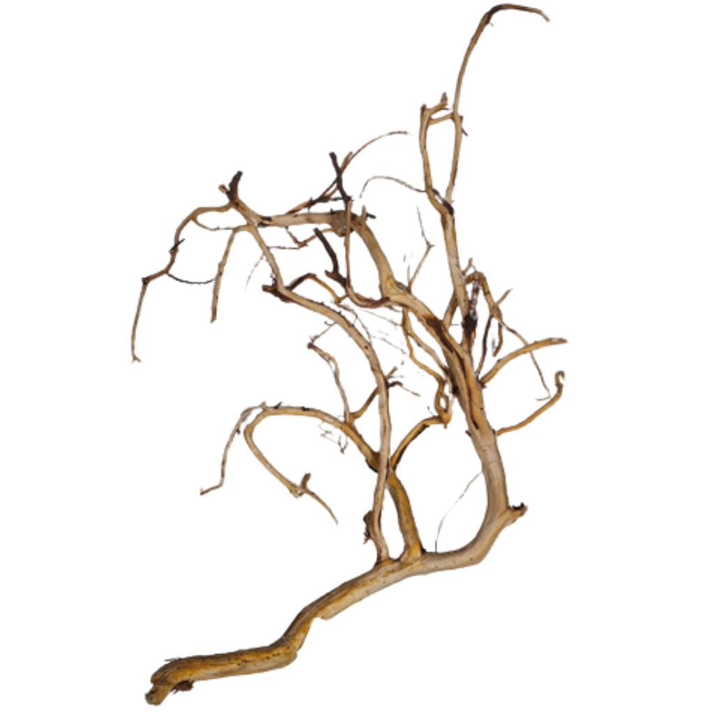 Raíz Tronco Curado para Acuarios Manzanita Branched Gd 60-70 Cm