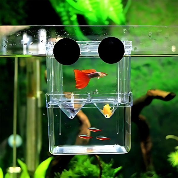Maternidad Flotante para Peces Compacta BX-003